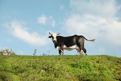 Photo of Black cow grazing on green pasture in summer
