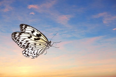 Image of Beautiful butterfly flying in sky at sunset