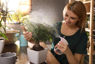 Young woman spraying ficus plant at home. Engaging hobby