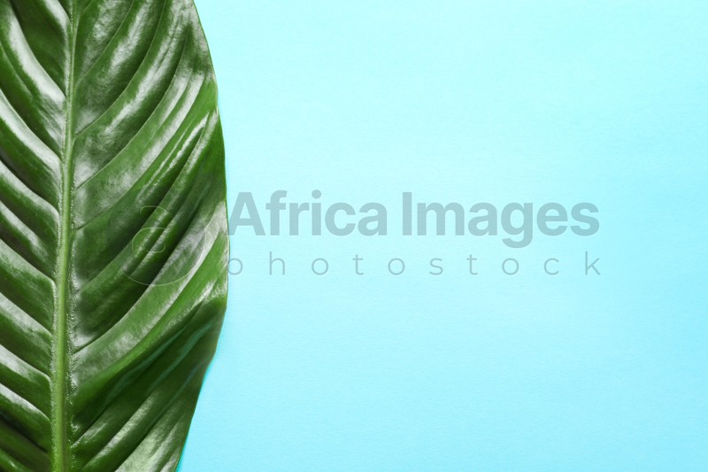 Beautiful tropical Spathiphyllum leaf on color background, top view