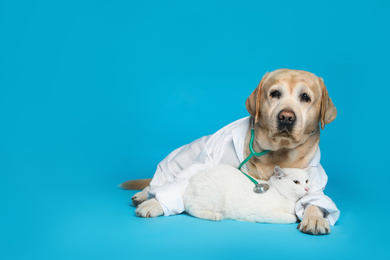 Cute Labrador dog in uniform with stethoscope as veterinarian and cat on light blue background