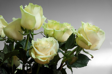 Beautiful white roses on light grey background, closeup. Floral decor