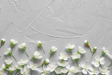 Beautiful blossoming flowers on grey background