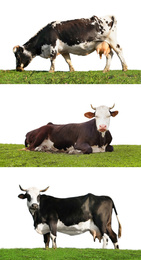 Image of Collage of cows on green grass against white background. Animal husbandry