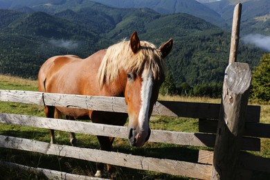 Beautiful view of horse near wooden fence in mountains