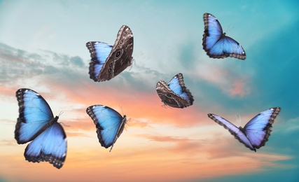 Image of Beautiful butterflies flying in sky at sunset