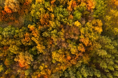 Beautiful aerial view of forest in autumn