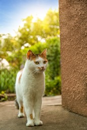 Cute fluffy cat standing near building outdoors