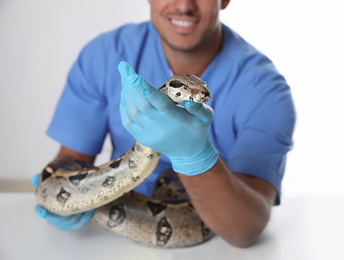 Male veterinarian examining boa constrictor in clinic, closeup