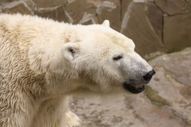 Beautiful polar bear in zoo. Wild animal