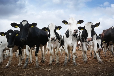 Photo of Pretty cows in cattle pen on farm. Animal husbandry