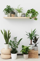 Collection of beautiful various houseplants in room
