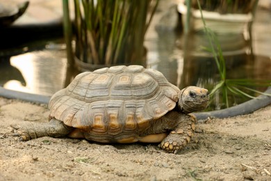 Photo of Beautiful tortoise in zoo enclosure. Wild animal