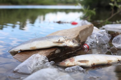 Dead fishes among trash in river. Environmental pollution concept
