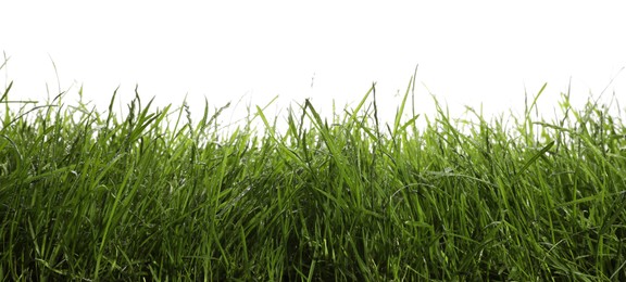 Beautiful lush green grass on white background