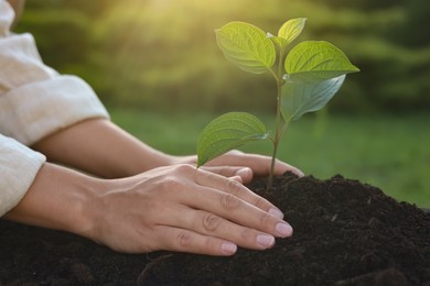 Woman planting tree seedling in soil outdoors, closeup