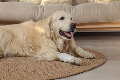 Cute golden retriever with bandage on paw at home