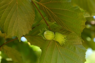Photo of Unripe hazelnuts growing on tree outdoors, closeup