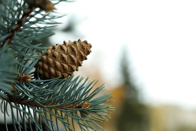 Blue spruce branch with cone outdoors, closeup. Space for text
