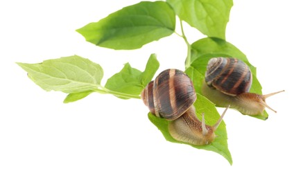 Photo of Common garden snails crawling on green leaves against white background