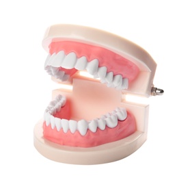 Educational model of oral cavity with teeth on white background