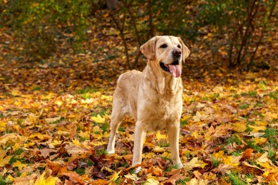 Photo of Cute Labrador Retriever dog on fallen leaves in sunny autumn park