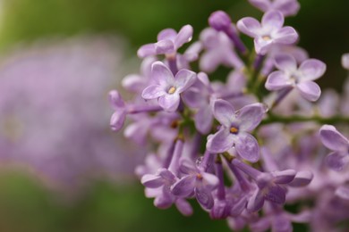 Beautiful lilac flowers with water drops on blurred background, closeup. Space for text