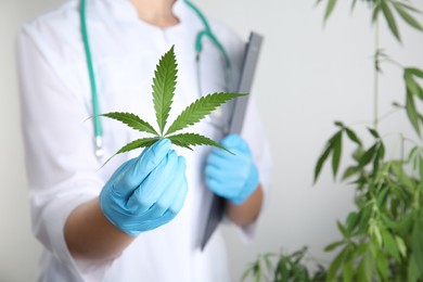 Doctor holding fresh hemp leaf and clipboard on white background, closeup. Medical cannabis
