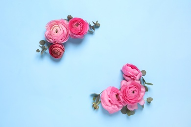 Beautiful ranunculus flowers on light blue background, flat lay. Space for text
