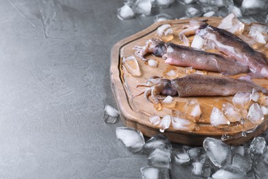 Fresh raw squids with ice on black table, space for text