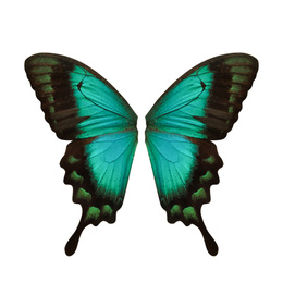 Beautiful sea green swallowtail butterfly wings on white background