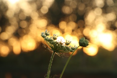 Photo of Beautiful wildflowers outdoors in morning, closeup. Space for text