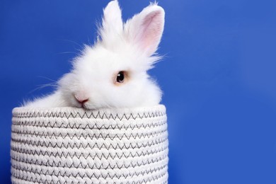 Photo of Fluffy white rabbit in knitted basket on blue background, space for text. Cute pet