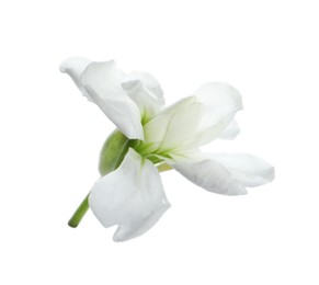 Photo of Beautiful stock flower with tender petals isolated on white