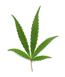 Leaf of medical hemp on white background, top view