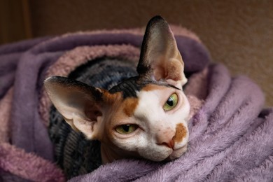 Cute Sphynx cat wrapped in soft blanket