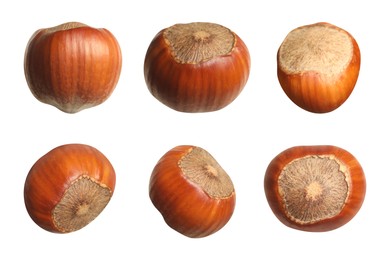 Image of Set with tasty hazelnuts on white background