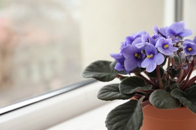 Closeup view of beautiful potted violet flowers on window sill, space for text. Delicate house plant