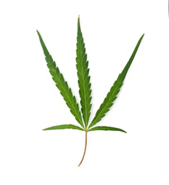 Fresh green hemp leaf on white background