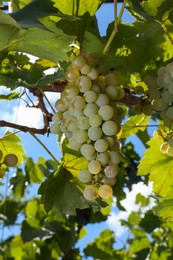 Photo of Tasty grapes growing in vineyard on sunny day