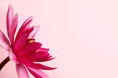 Beautiful blooming lotus flower on light pink background. Space for text