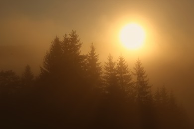Picturesque view of foggy forest at sunrise. Beautiful landscape