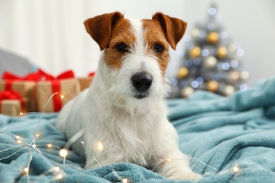 Cute Jack Russell Terrier dog on bed in room decorated for Christmas. Cozy winter