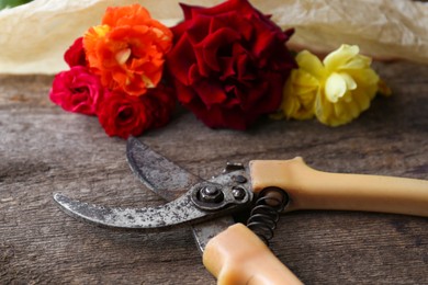 Old secateur and beautiful roses on wooden surface, closeup