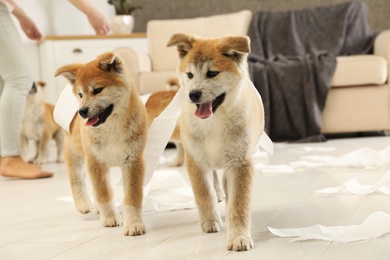 Cute akita inu puppies playing with toilet paper indoors