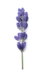 Photo of Beautiful lavender flower isolated on white. Fresh herb