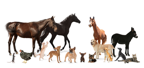 Image of Collage with horses and other pets on white background. Banner design