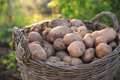 Photo of Fresh ripe potatoes in wicker basket outdoors, closeup