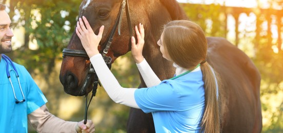 Image of Veterinarians in uniform with beautiful brown horse outdoors. Banner design