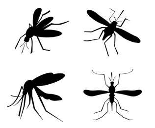 Set of black mosquitoes on white background. Illustration